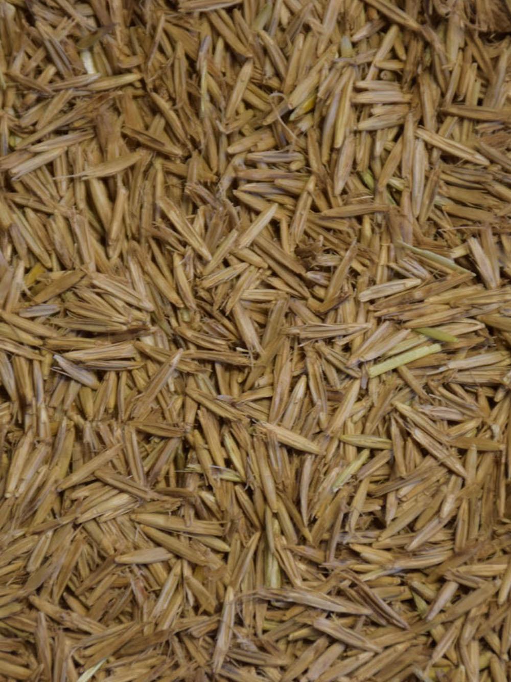 Mandan Canada Wild Rye